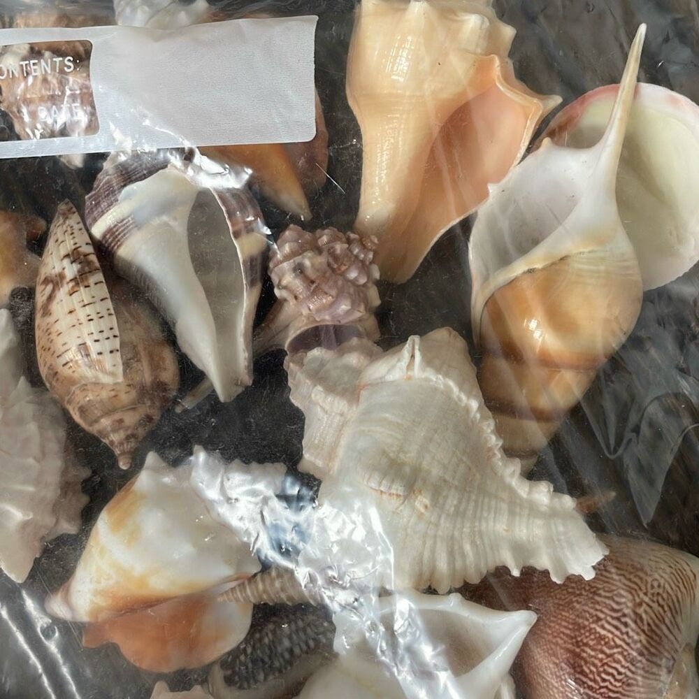 EUC 1.6 lbs Large Seashells - Mixed - Picture 3 of 4